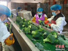 今冬浙江首批西蓝花“抢鲜”出海